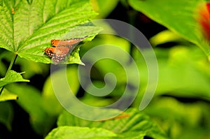 Orange butterfly on green leaf