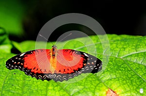 Orange butterfly on green leaf in aviary