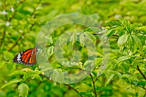 Orange butterfly on green leaves