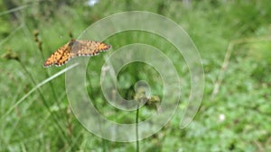 Orange butterfly in green meadow