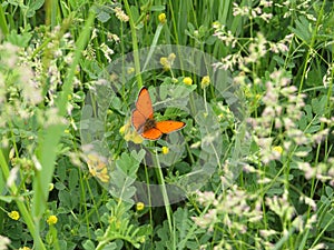 Orange butterfly in green spring meadow. Copper butterfly