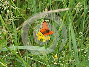 Orange butterfly in green spring meadow. Copper butterfly