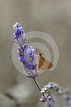 Orange butterfly Hesperiidae on lavender flower