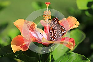 Orange butterfly on Hibiscus flower
