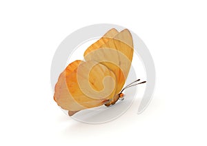 Orange Butterfly Isolated photo