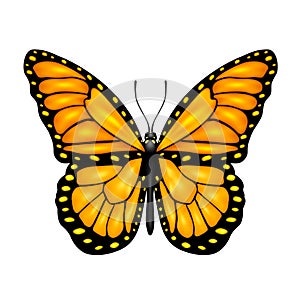 Orange butterfly