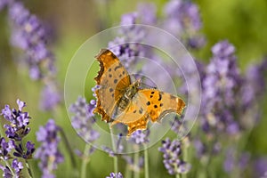 Orange butterfly and lavender