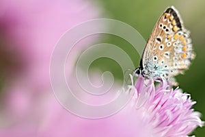 Orange butterfly on a lilac flower, macro shot, summer sunny day. Pink background. Selective focus.  bokeh, space for text