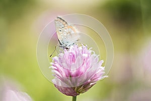 Orange butterfly on a lilac flower, macro shot, summer sunny day. Pink background. Selective focus.  bokeh, space for text