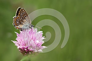 Orange butterfly on a lilac flower, macro shot, summer sunny day.  Selective focus. soft focus, bokeh, space for text