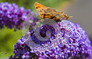 Orange Butterfly on lilacs flower
