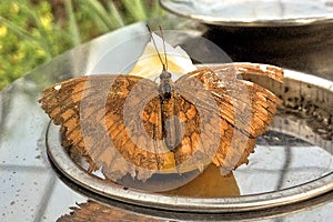 An orange butterfly.