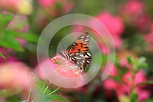 Orange butterfly in a meadow