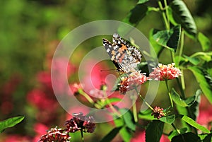 Orange butterfly in a meadow