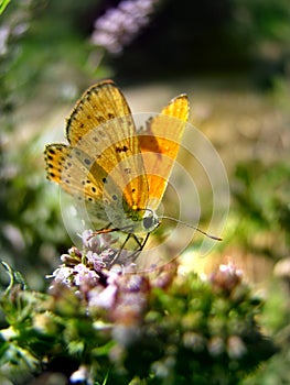 Orange butterfly on the mint flower