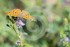 Orange butterfly Nymphalidae Melitaea in a spring meadow.