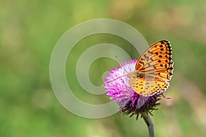 Orange butterfly Nymphalidae Melitaea on a thistle flower in a spring meadow.