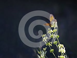 An orange butterfly with open wings on a green flower, about to start flying, on an unfocused dark blue background, copy space