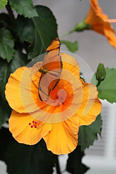 Orange butterfly on Orange Flower