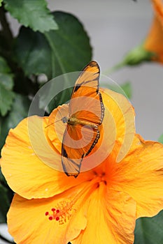 Orange butterfly on Orange Flower