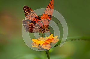 Orange butterfly on orange lantana in a tropical gree