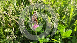 Orange butterfly peacock lepidoptera on clover