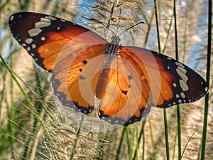 Orange butterfly perched on grass
