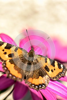 Orange butterfly on pink flower