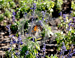 Orange butterfly posing on blue violet flower