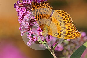 Orange butterfly on a purple flower