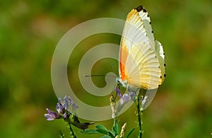 Orange Butterfly on Purple Flower