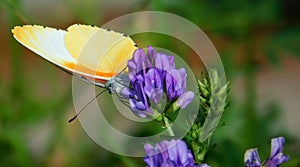 Orange Butterfly on Purple Flower