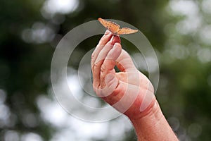 Orange Butterfly Rests On Fingertips Of Man's Hand