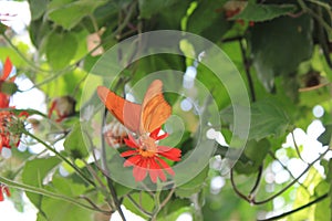 Orange butterfly, Shenandoah Mountains