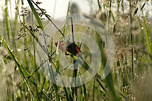 The orange butterfly Silver-bordered fritillary on a dewy meadow at dawn. Heavy dew on the fresh green grass