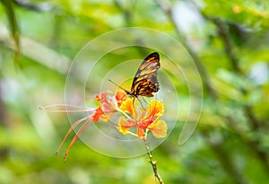 Orange butterfly sipping nectar from a tropical flower.