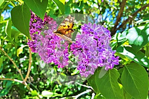 Orange butterfly sit on flowers on a flowering branch of a lilac tree
