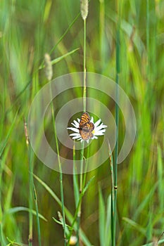 Orange butterfly sits on a chamomile flower in green grass on a blurred background. Poster, wallpaper