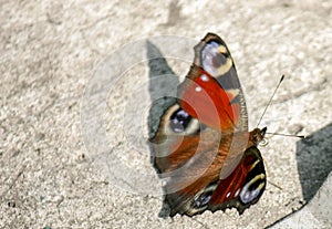 An orange butterfly sits on concrete during the summer day. Close-up