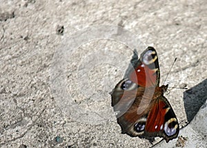 An orange butterfly sits on concrete during the summer day. Close-up