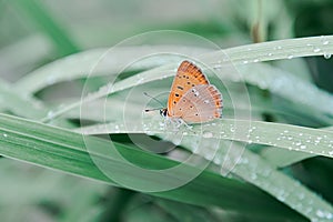 An orange butterfly sits on grass covered with morning dew. Concept background, insects, wildlife, spring