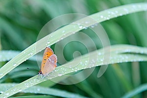 An orange butterfly sits on grass covered with morning dew. Concept background, insects, wildlife, spring