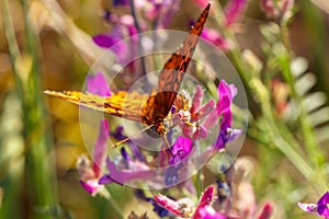 Orange butterfly sitting on a flower spring Sunny day