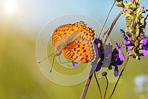 Orange butterfly sitting on a flower spring Sunny day