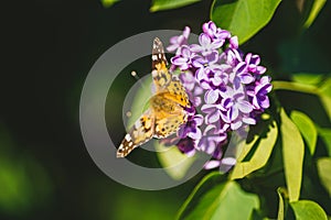 Orange butterfly sitting on thew lilac tree flowers