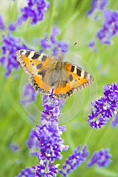 Small tortoiseshell - Aglais urticae - butterfly on violet lavender photo