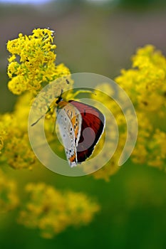 Orange butterfly sitting on yellow flower on sunny day. beautiful insect with colorfully wings