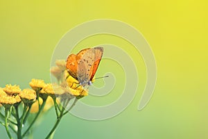 Orange butterfly sitting on yellow flowers of tansy photo