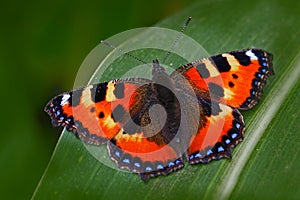 Oranžový motýľ Malá korytnačka Aglais urticae, sediaca na zelenom liste v prírode. Letná scéna z lúky. Kráska