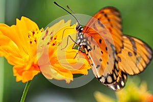 Orange Butterfly Suck Flower
